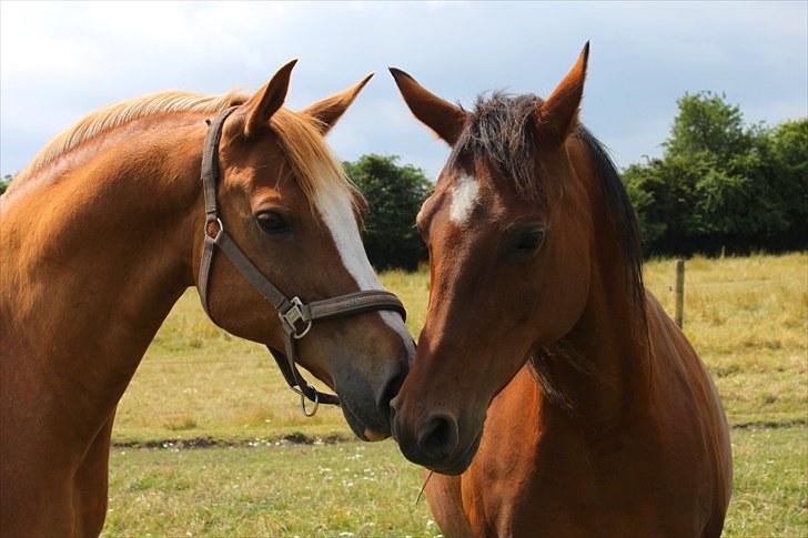 Sommerferie billeder billede 7