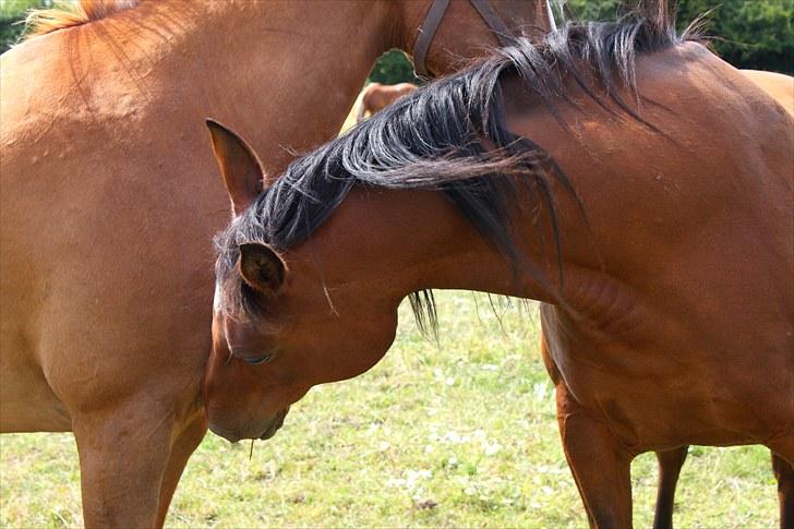 Sommerferie billeder billede 6