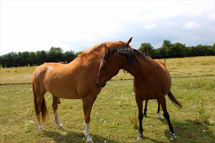 Sommerferie billeder billede 5