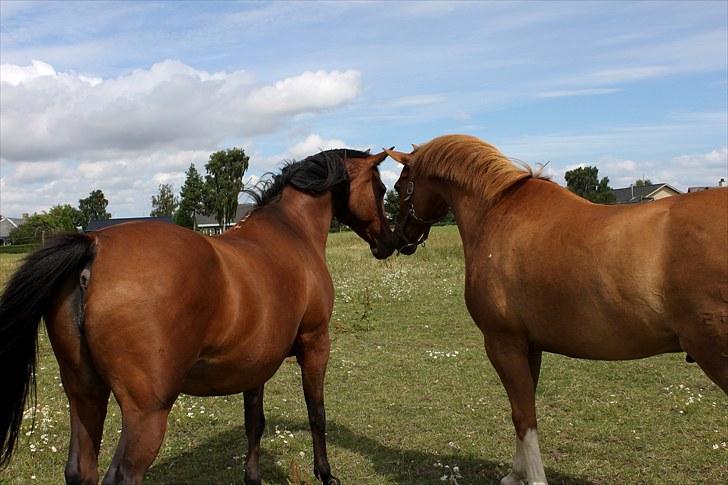 Sommerferie billeder billede 4