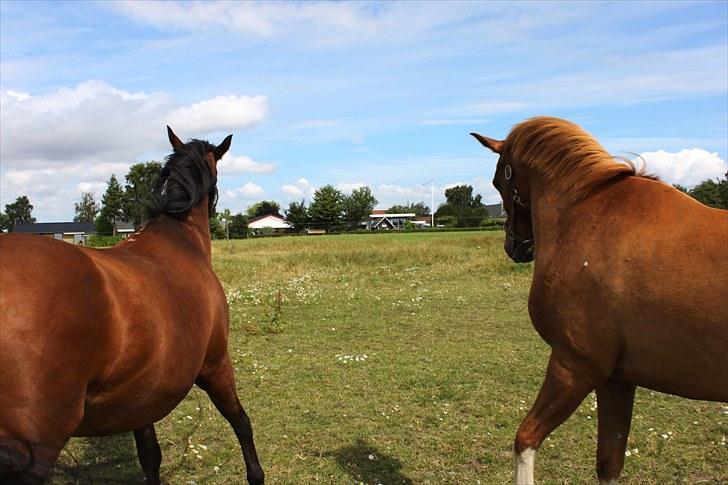 Sommerferie billeder billede 3