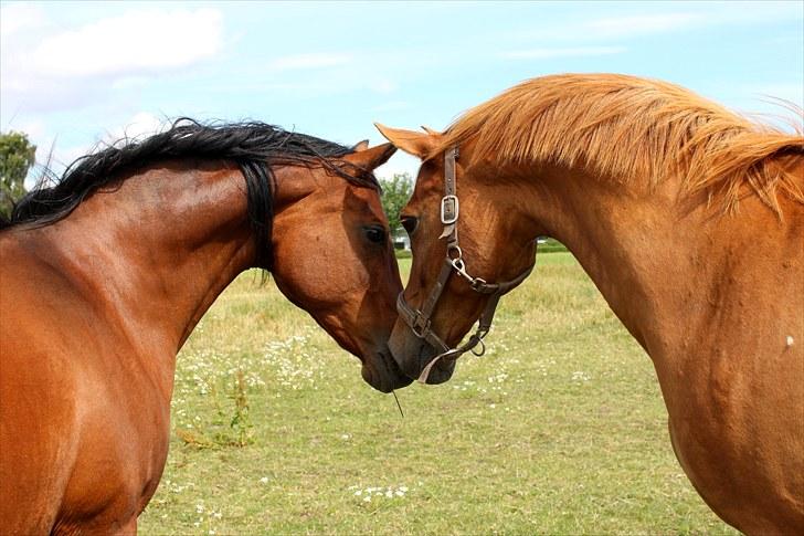 Sommerferie billeder billede 2