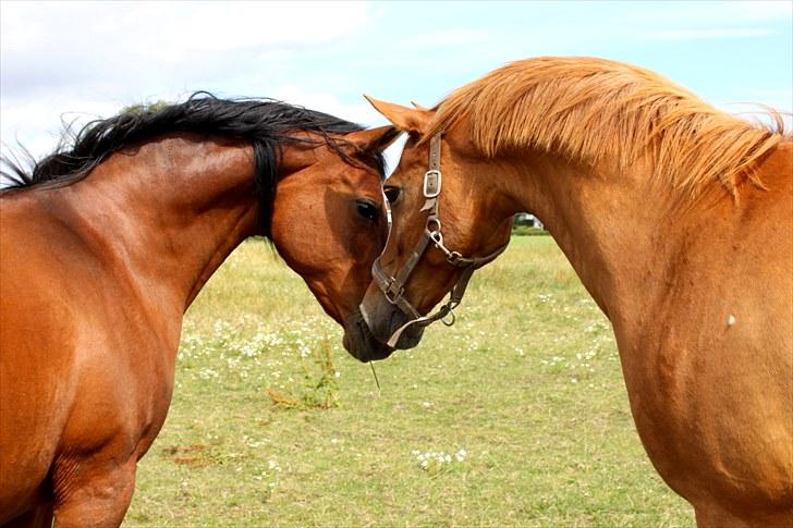 Sommerferie billeder billede 1