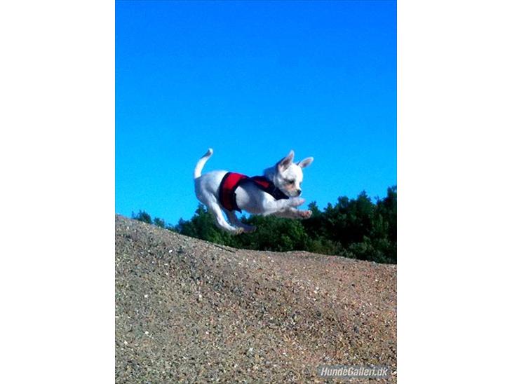 {{currentPhoto.altText}} billede {{currentPhoto.number}}