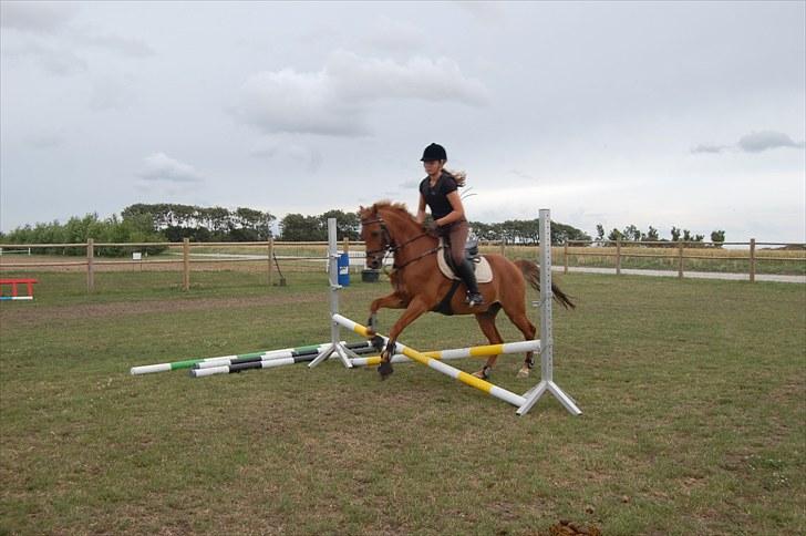 Ida og Cognac - Tina og Jasper til spring undervisning  billede 1