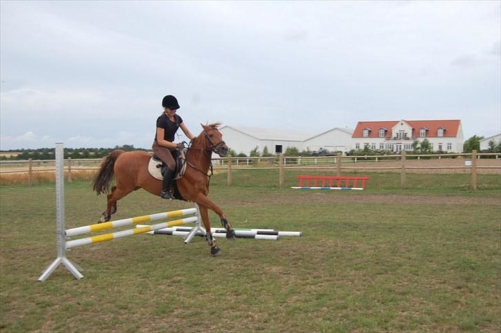 Ida og Cognac - Tina og Jasper til spring undervisning  billede 5