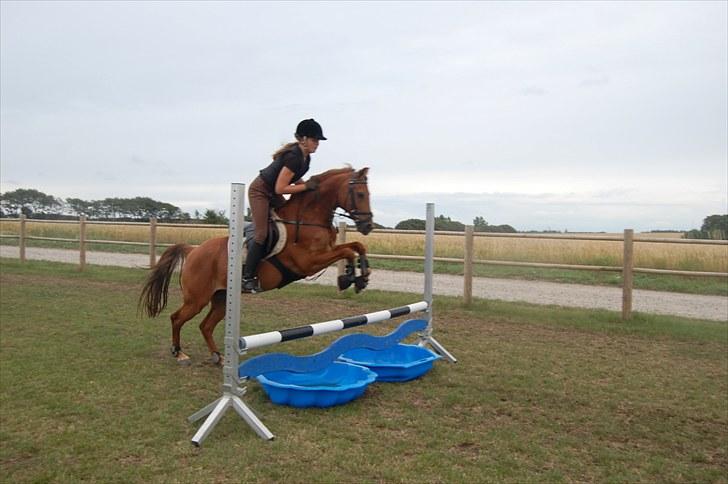 Ida og Cognac - Tina og Jasper til spring undervisning  billede 14