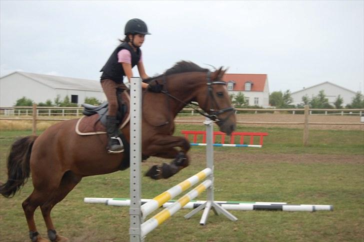 Ida og Cognac - Tina og Jasper til spring undervisning  billede 22