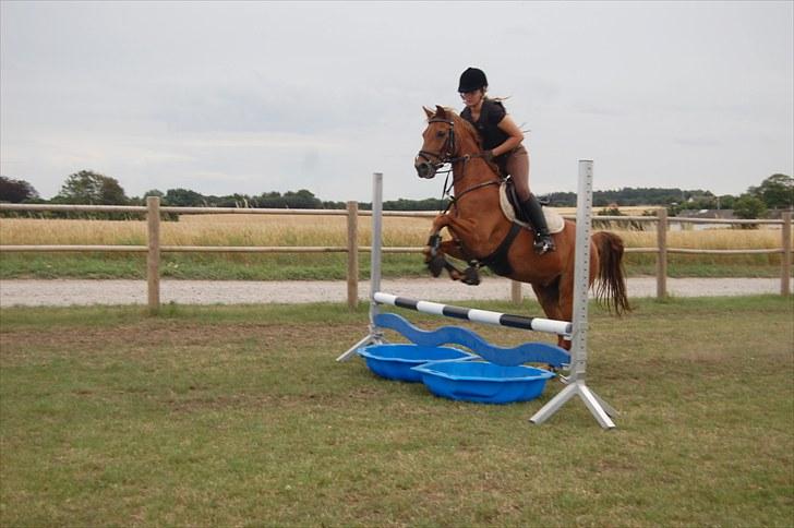 Ida og Cognac - Tina og Jasper til spring undervisning  billede 25