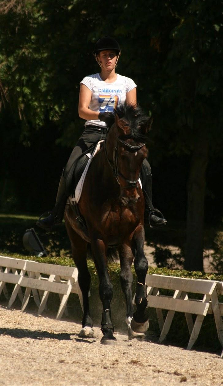 Dressur på Flyinge billede 2