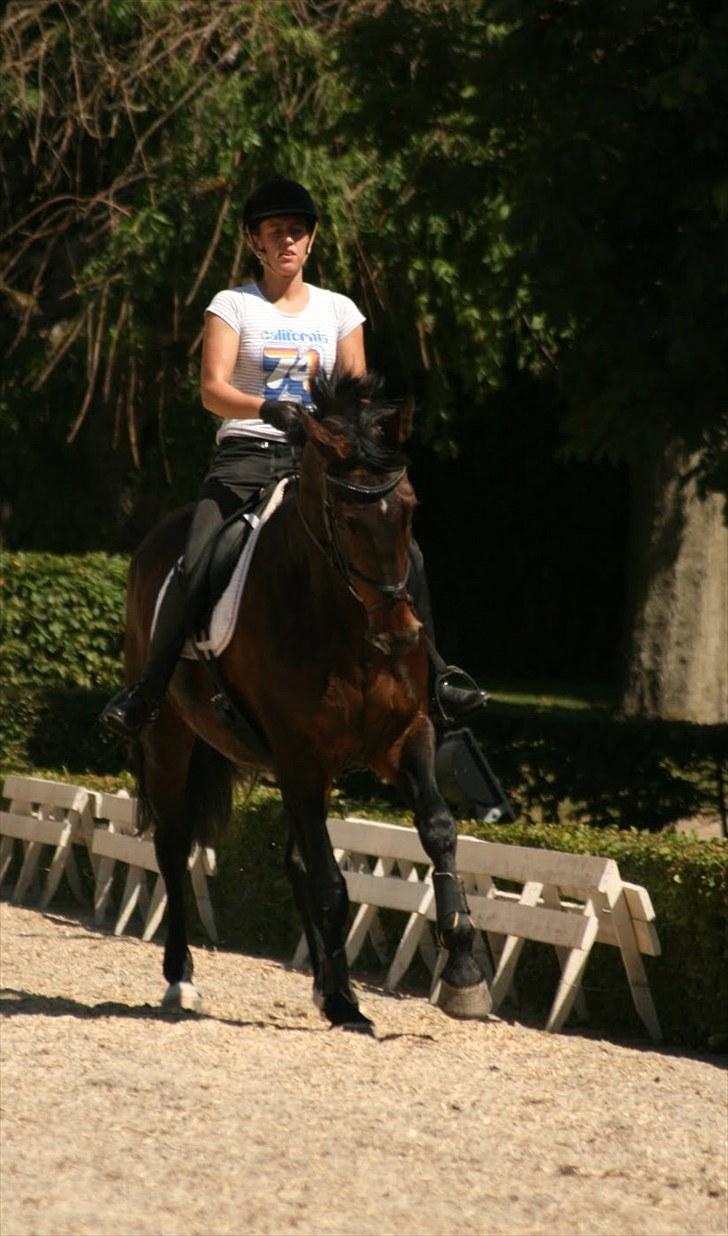 Dressur på Flyinge billede 3