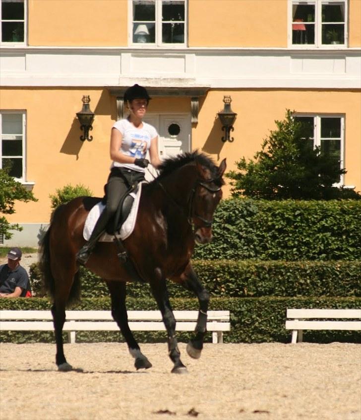 Dressur på Flyinge billede 4