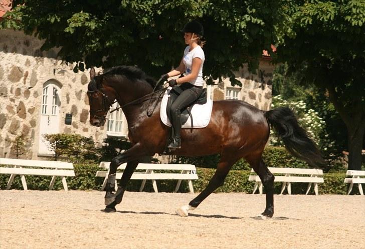 Dressur på Flyinge billede 5