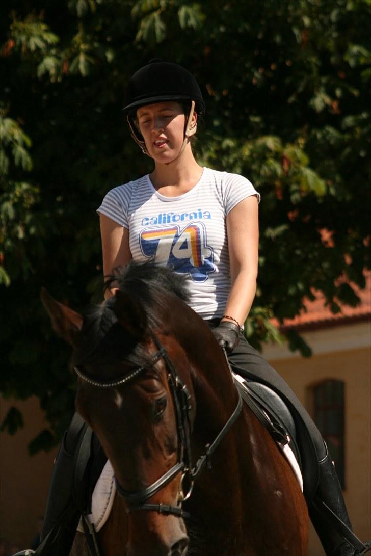 Dressur på Flyinge billede 6