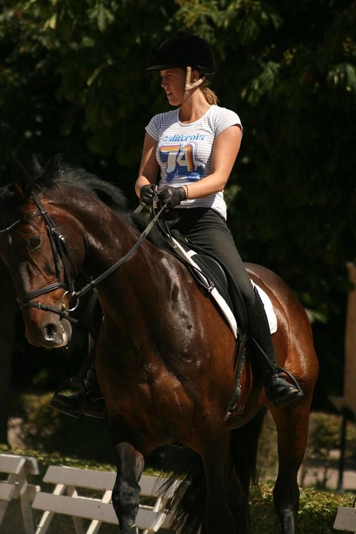 Dressur på Flyinge billede 7