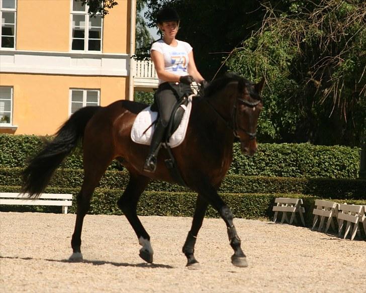 Dressur på Flyinge billede 8