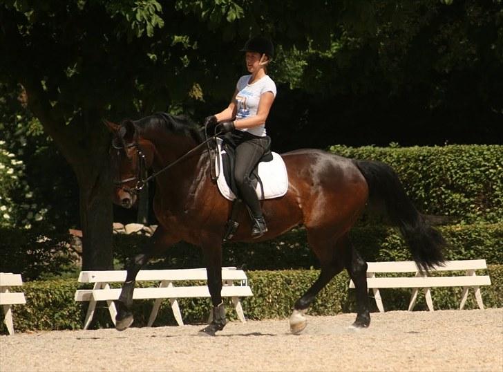 Dressur på Flyinge billede 1