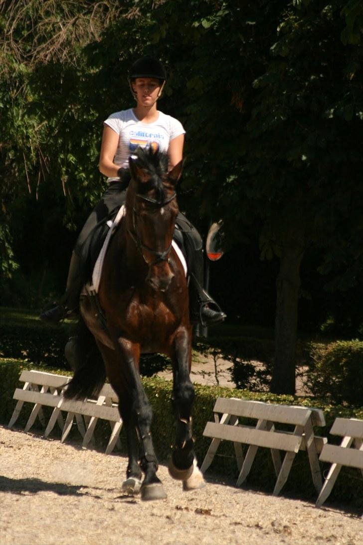 Dressur på Flyinge billede 10