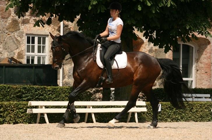 Dressur på Flyinge billede 12