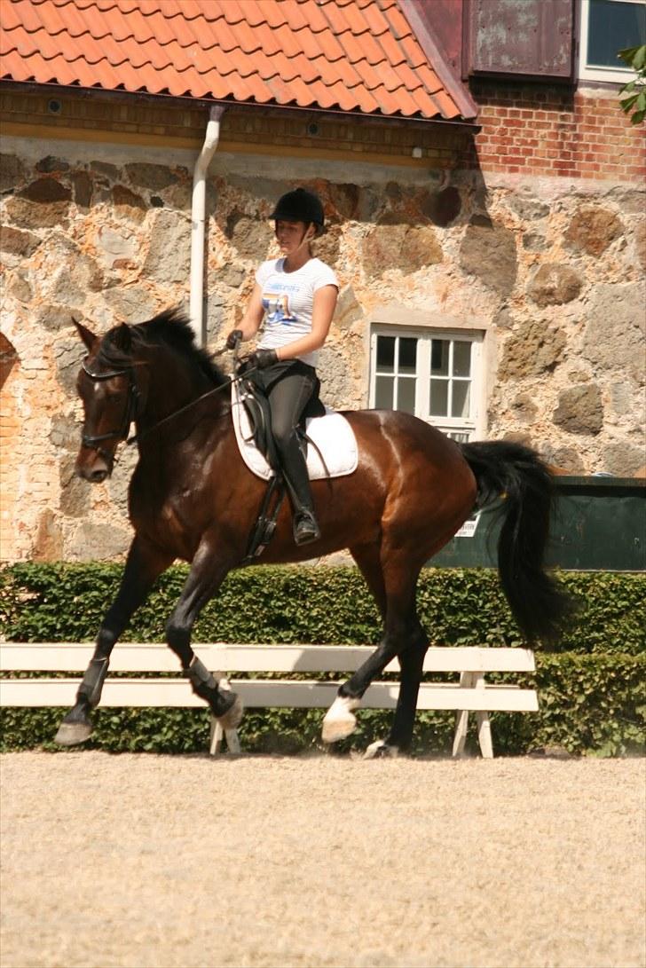 Dressur på Flyinge billede 13