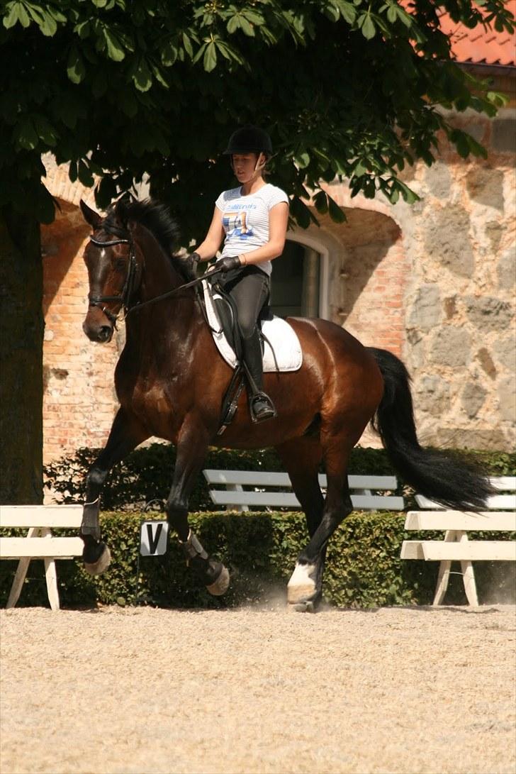 Dressur på Flyinge billede 14