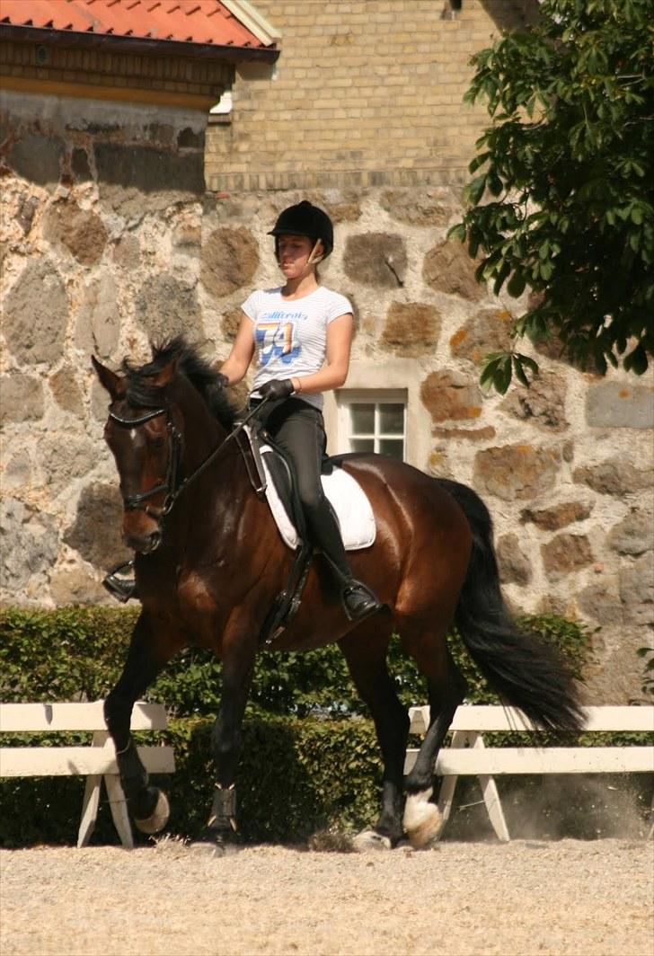 Dressur på Flyinge billede 15