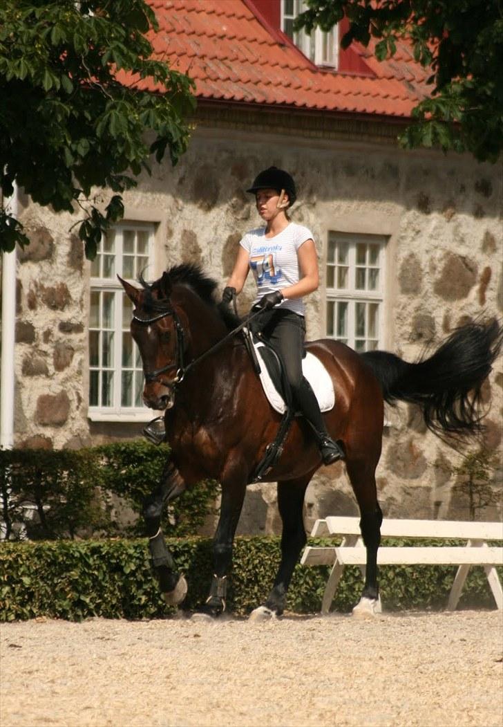 Dressur på Flyinge billede 16