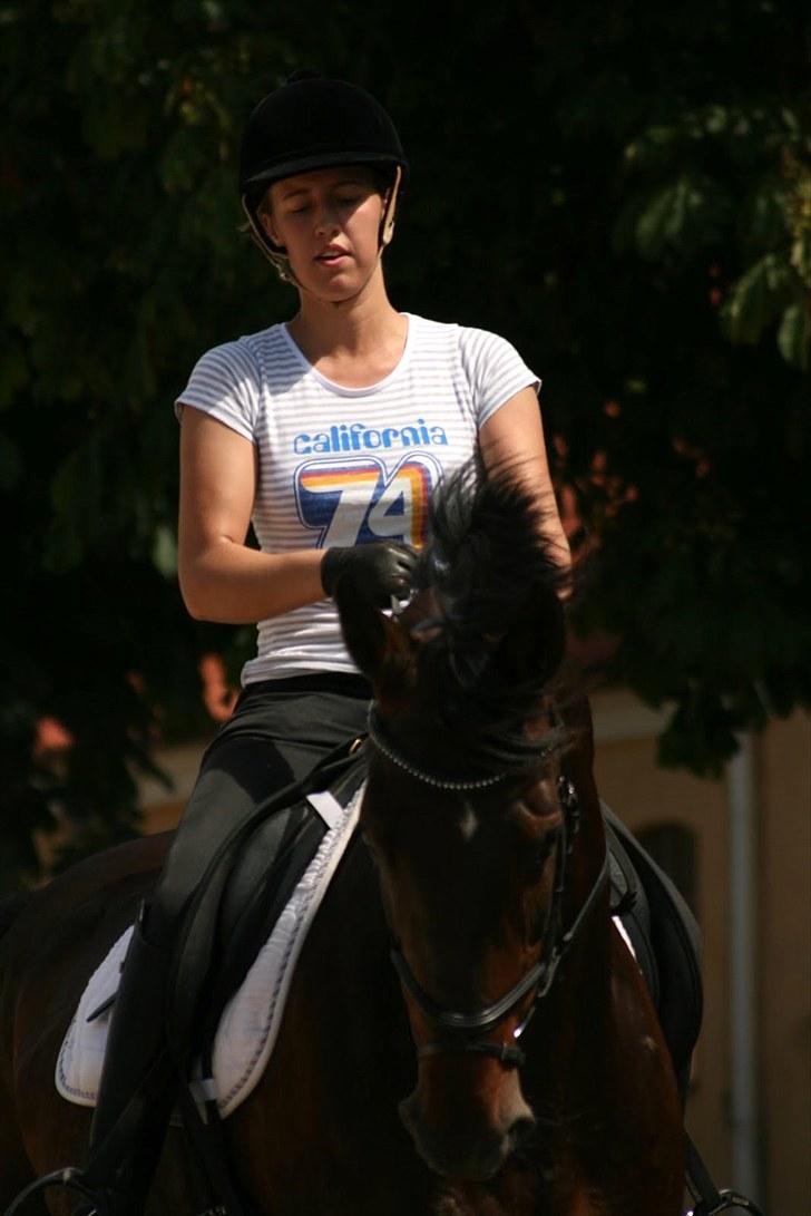 Dressur på Flyinge billede 17