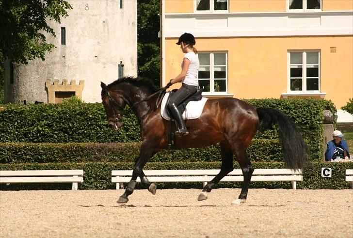 Dressur på Flyinge billede 18