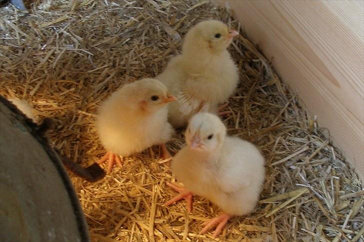 Mine høns og kyllinger - 3 af mine 3 dage gamle Sussex billede 1