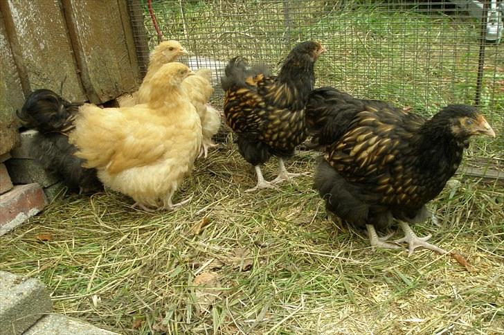 Mine høns og kyllinger - Hele Orpington flokken 2. august billede 2