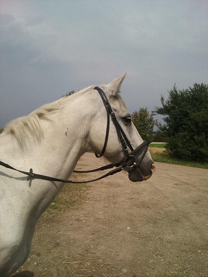 Mosegrisen og sarah billede 2