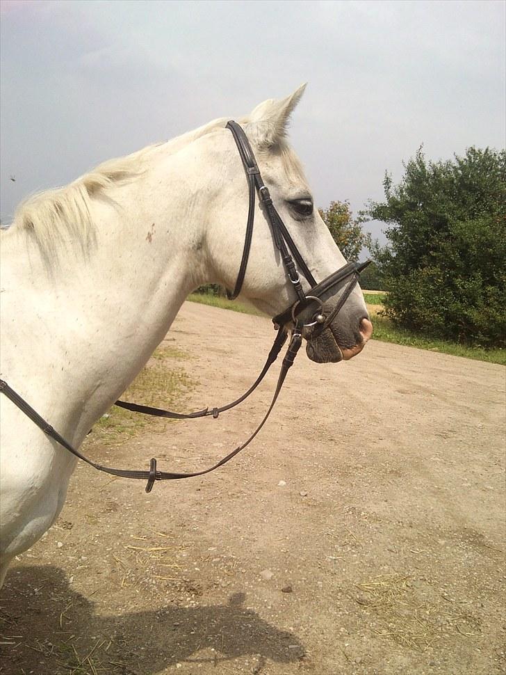 Mosegrisen og sarah billede 3