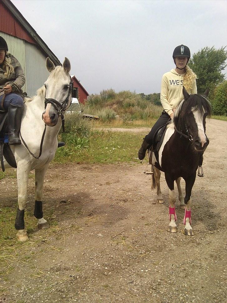 Mosegrisen og sarah billede 4