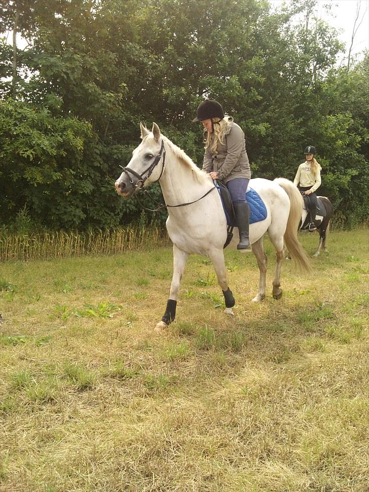 Mosegrisen og sarah billede 5