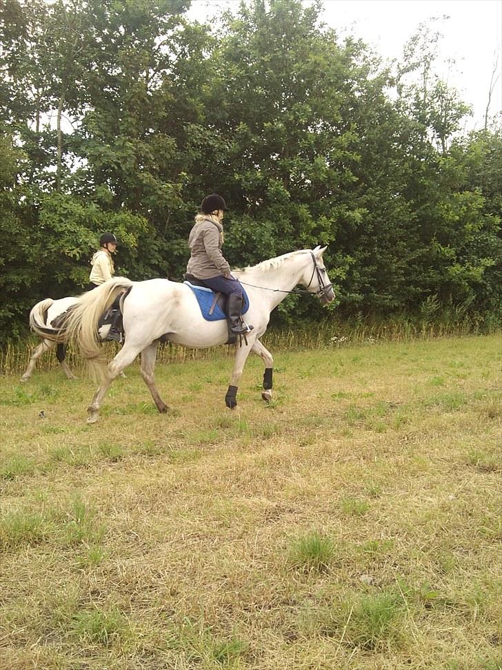 Mosegrisen og sarah billede 6