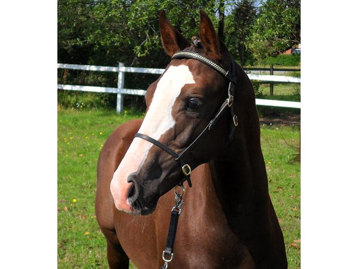 {{currentPhoto.altText}} billede {{currentPhoto.number}}