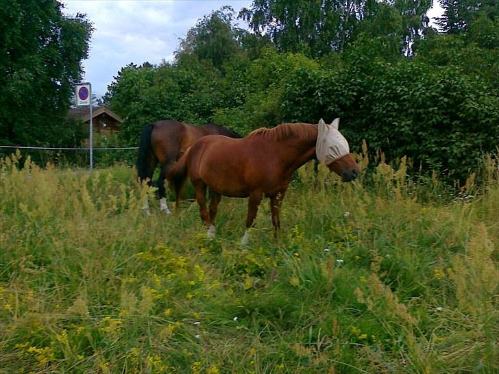 Sommerferie 2010 - På deres fold. billede 12