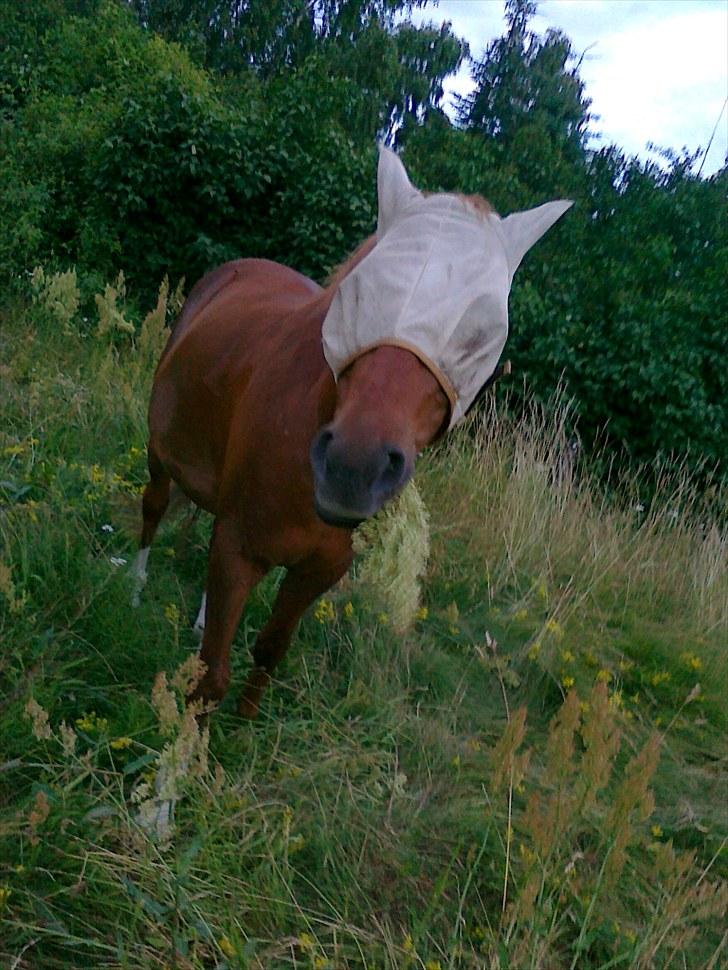 Sommerferie 2010 billede 13