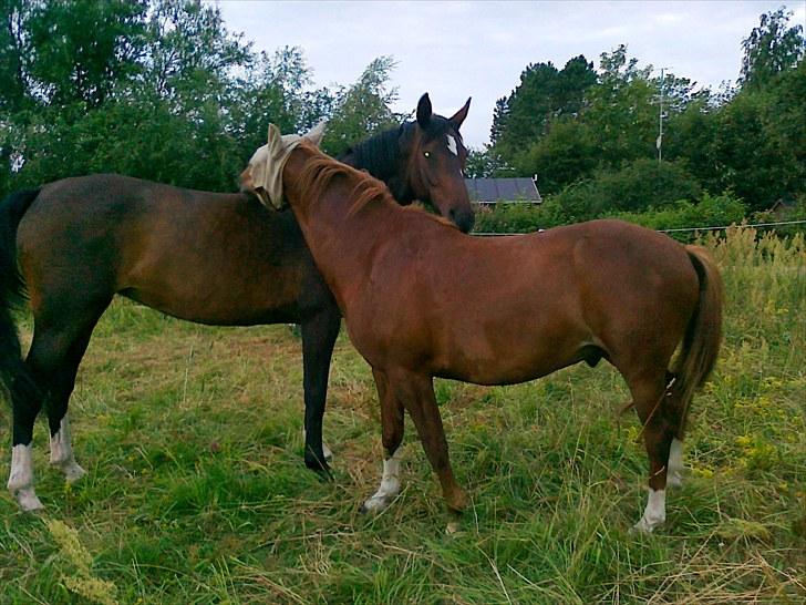 Sommerferie 2010 billede 14