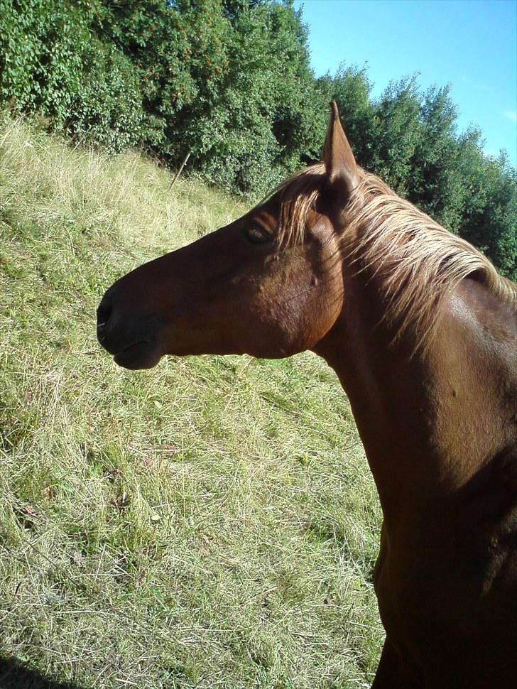 Sommerferie 2010 billede 17