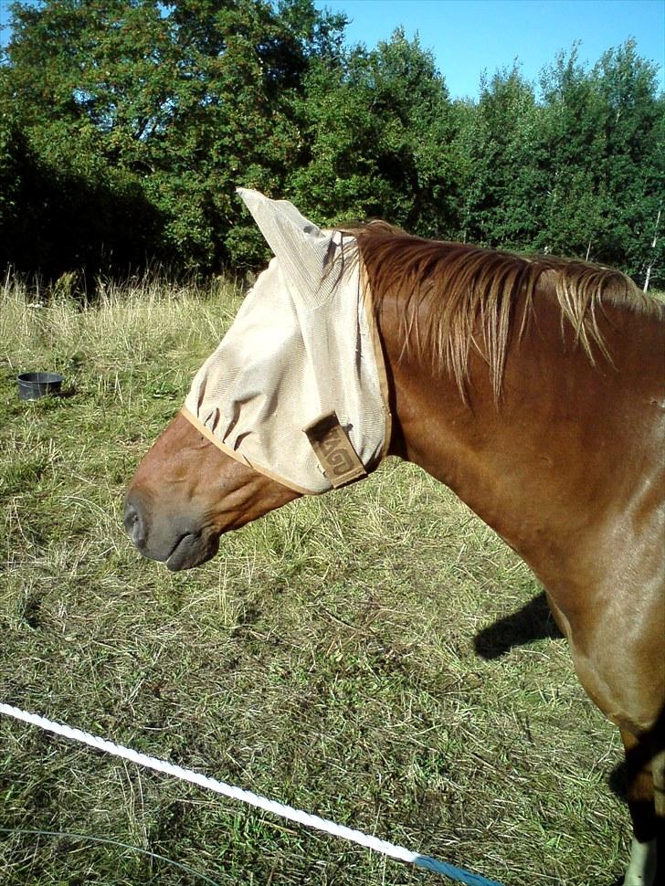 Sommerferie 2010 billede 19