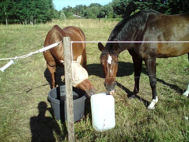 Sommerferie 2010 billede 20