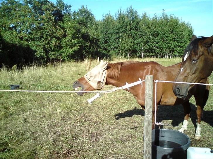 Sommerferie 2010 billede 21