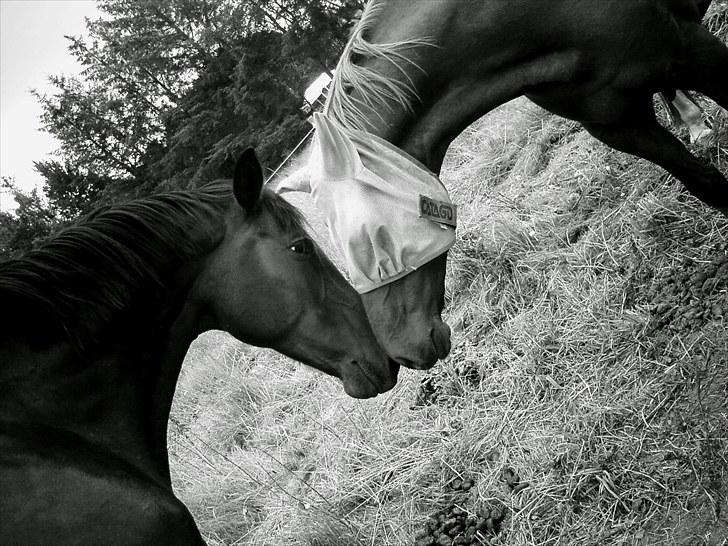 Sommerferie 2010 - Nåh, hvor sødt:) billede 23