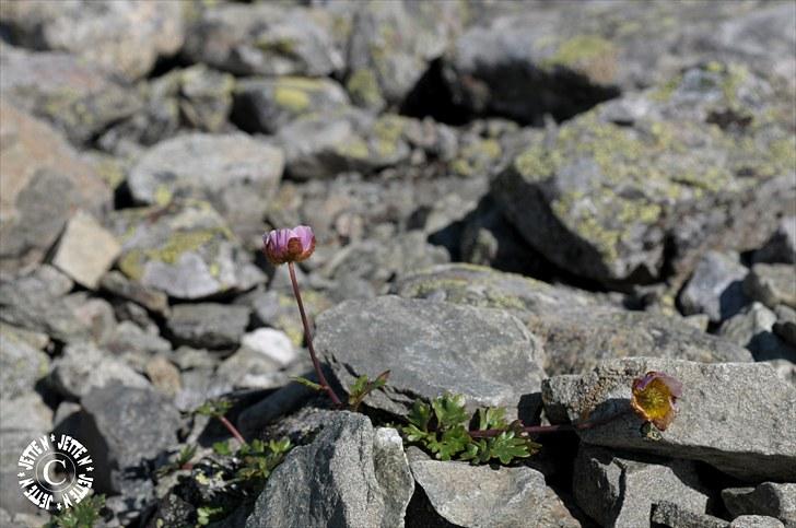 Norge 2010 - På vej til toppen af Harahorn (Hemsedal) billede 2