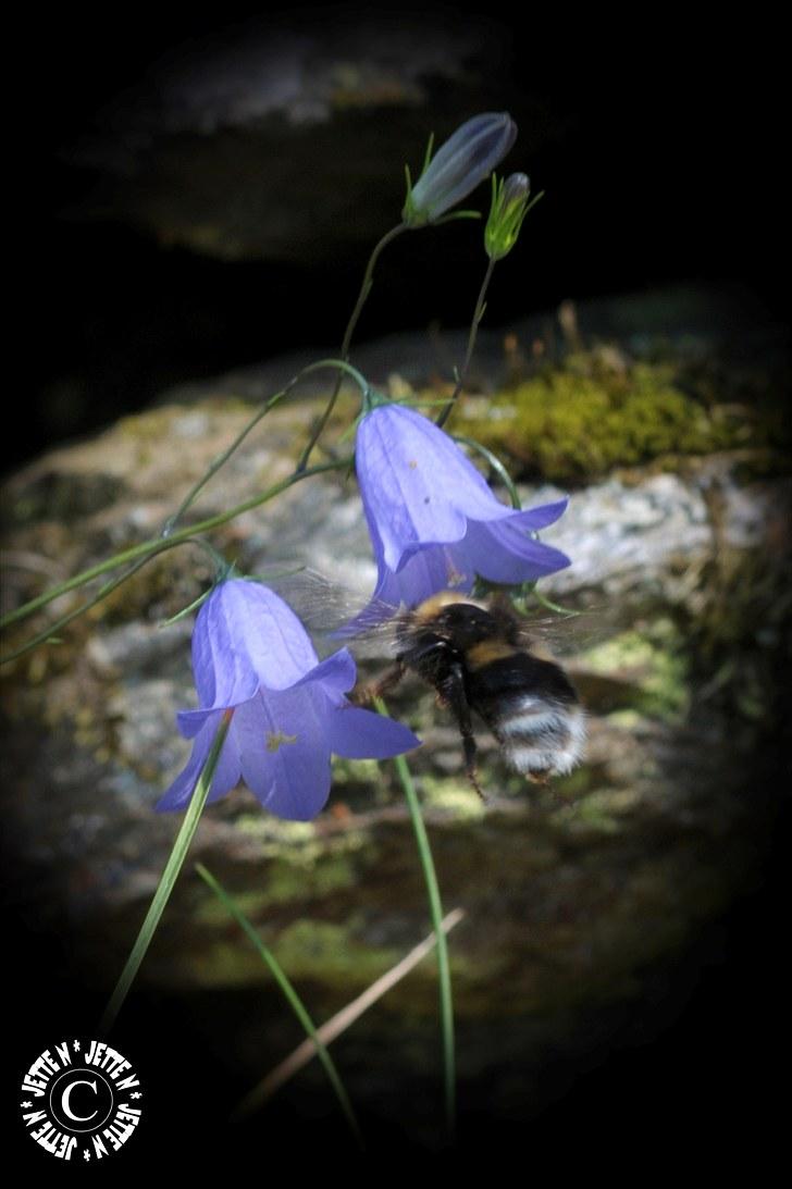 Norge 2010 billede 6