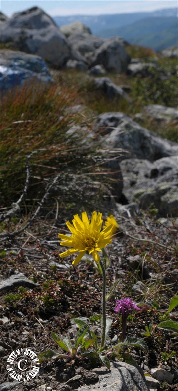 Norge 2010 - Mærkeligt! Jeg har dette billede i en bedre opløsning, hvor det er skarpt, men når jeg uploader det, bliver himlen helt orange og blomsten bliver ødelagt, så jeg må nøjes med dette.

På vej til toppen af Harahorn (Hemsedal) billede 1