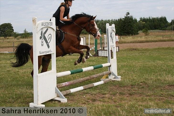 Midtjysk ridecenter - Sally billede 20