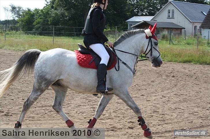 Midtjysk ridecenter - Katja billede 24